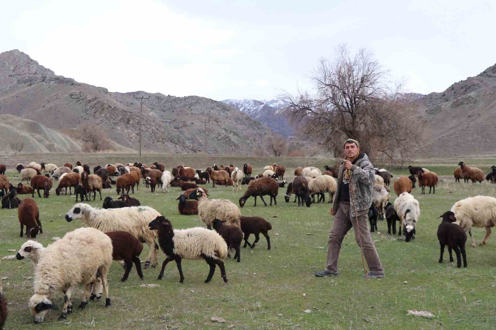 Saksağandan etkilendi, çobanlığı dijitalleştirdi, artık koyun sürüsünü dronle yönetiyor
Saksağandan etkilendi, çobanlığı dijitalleştirdi, artık koyun sürüsünü dronle yönetiyor