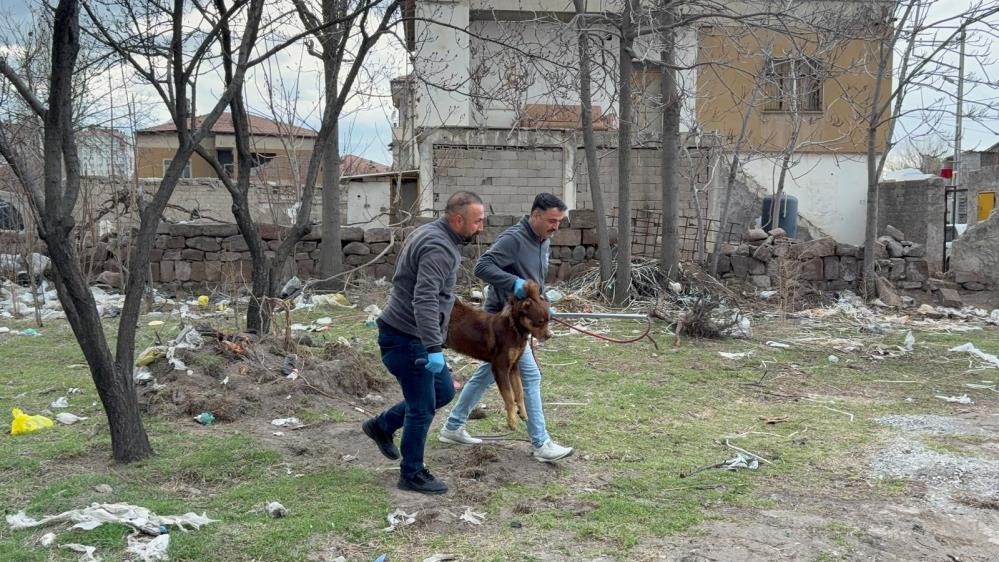 Saldırgan köpeğin resmî olmayan sahibi ortaya çıktı
Saldırgan köpeğin resmî olmayan sahibi ortaya çıktı