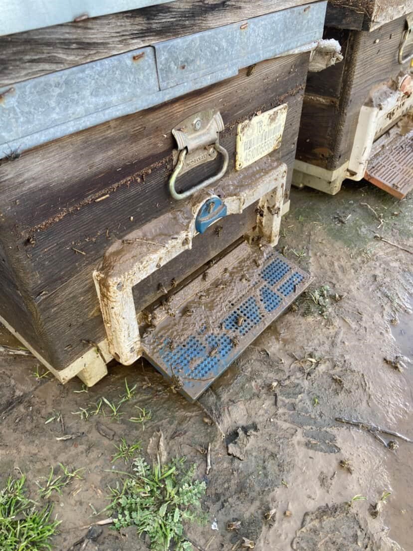 Salihli’de 103 kovan arı sele kapıldı
