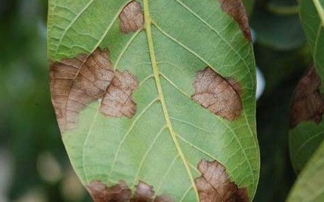 Salihli’de ceviz üreticilerine antraknoz uyarısı
