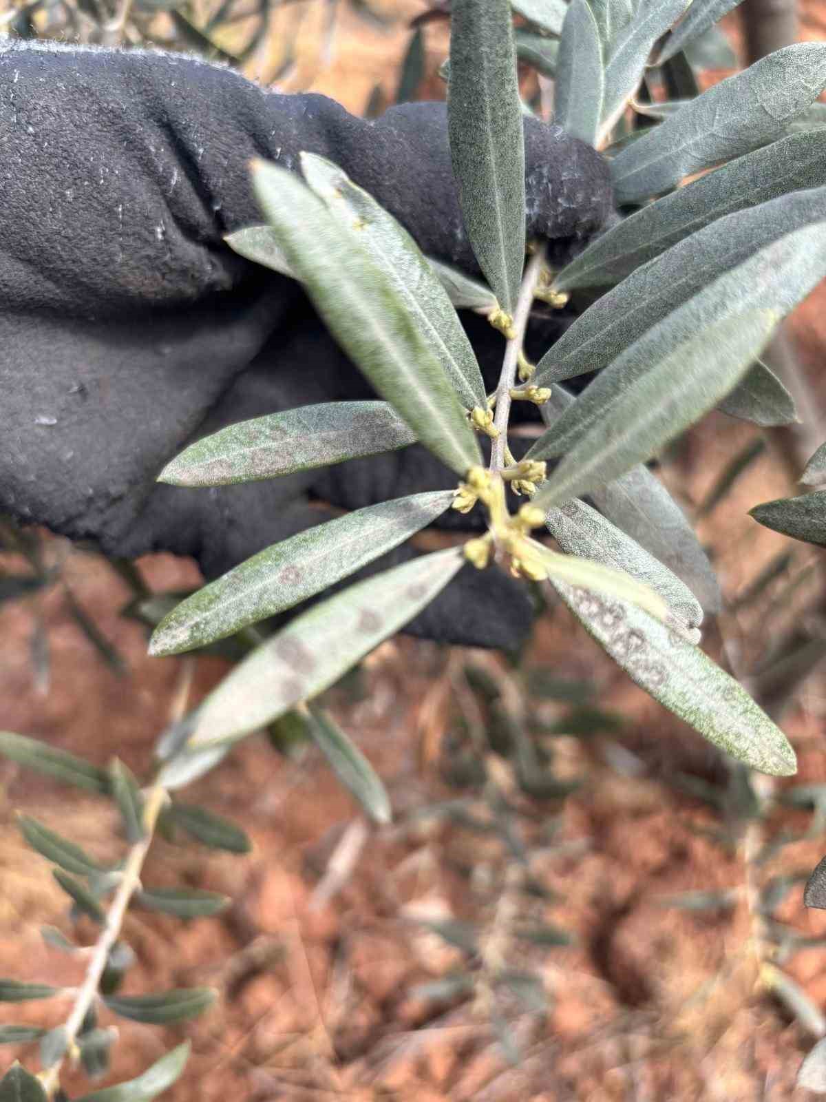 Salihli’de ‘Halkalı leke’ uyarısı
