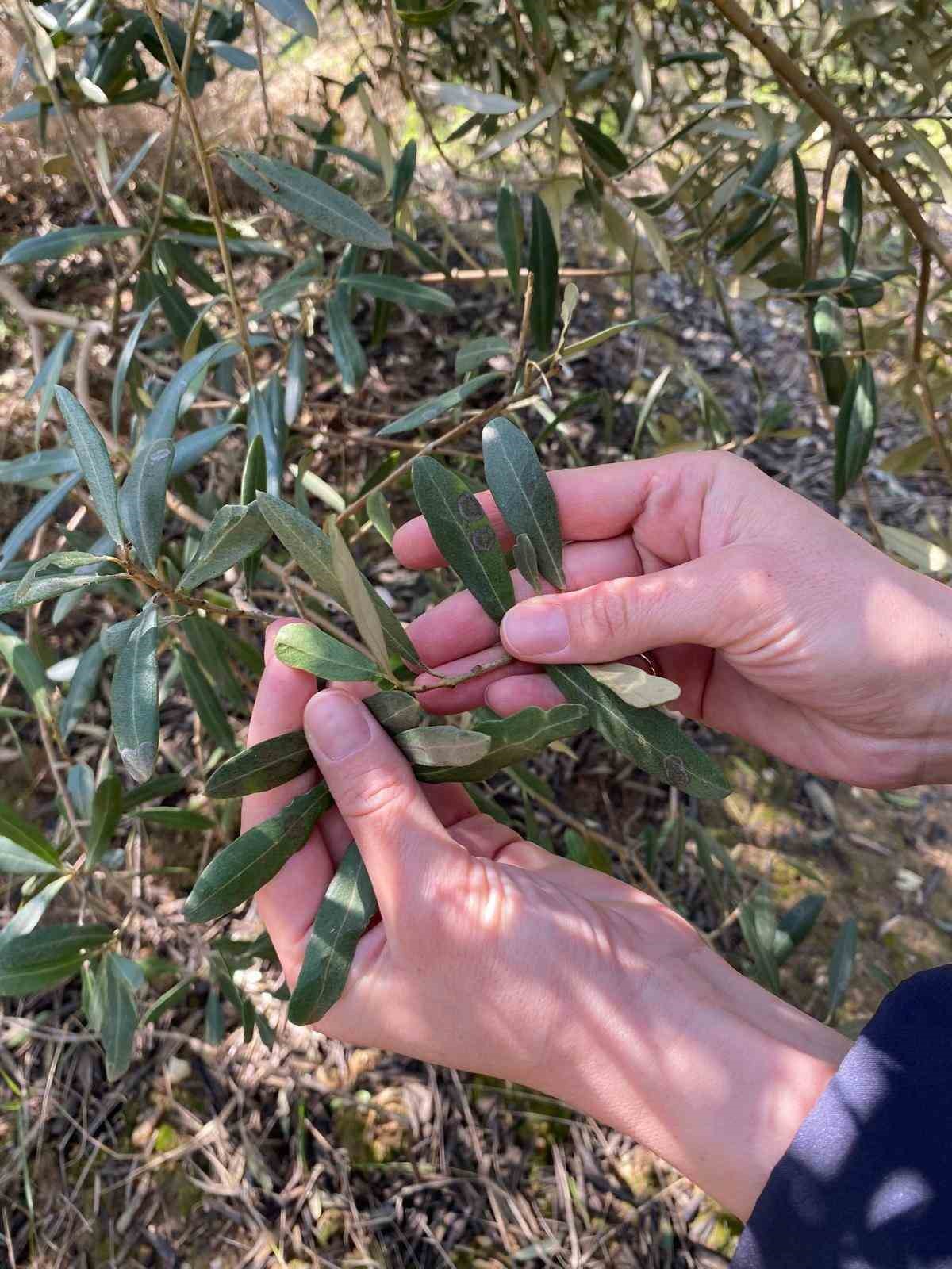 Salihli’de ‘Halkalı leke’ uyarısı
