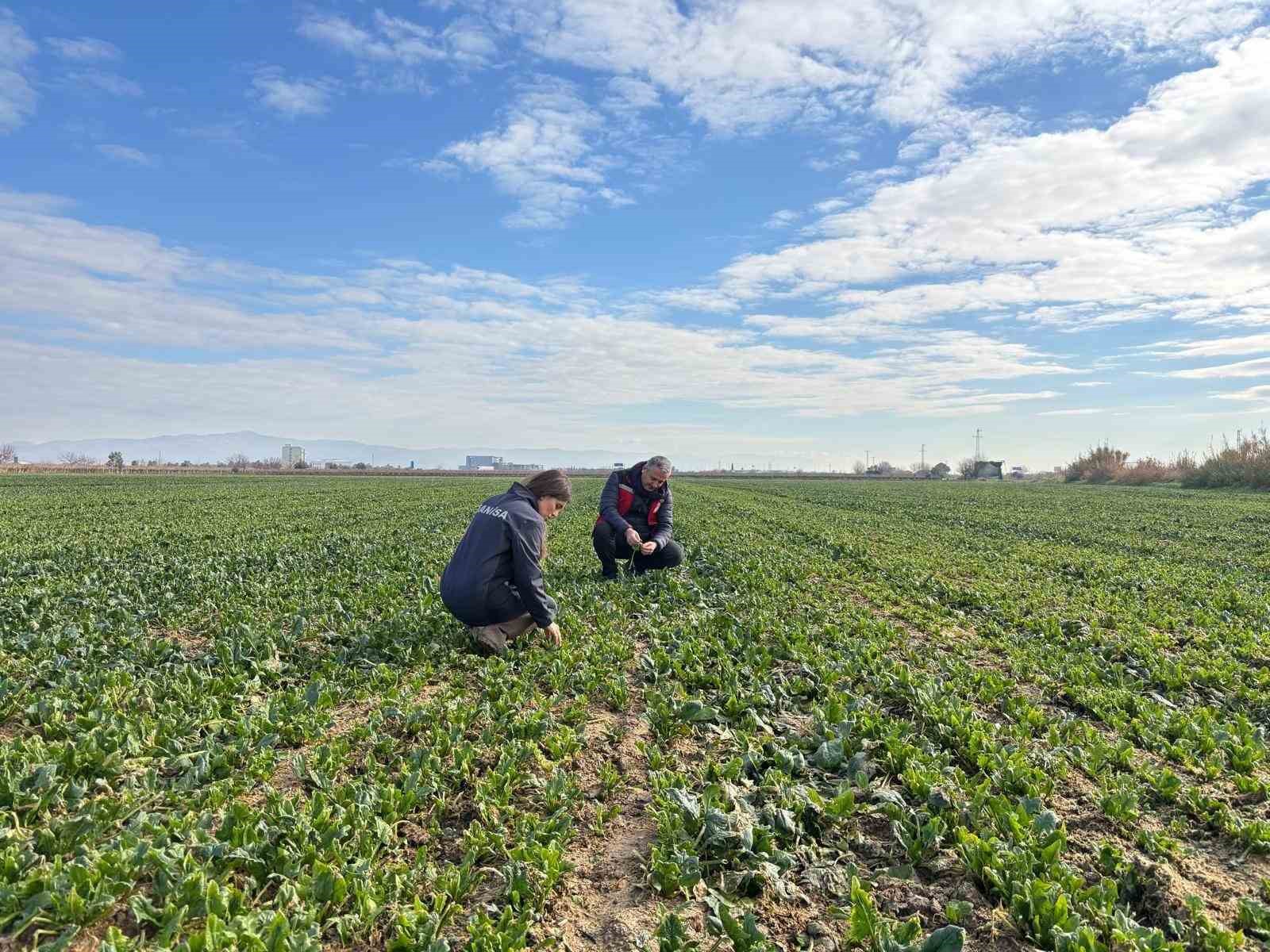 Salihli’de kışlık sebzelerde hastalık ve zararlılara karşı kontroller sürüyor

