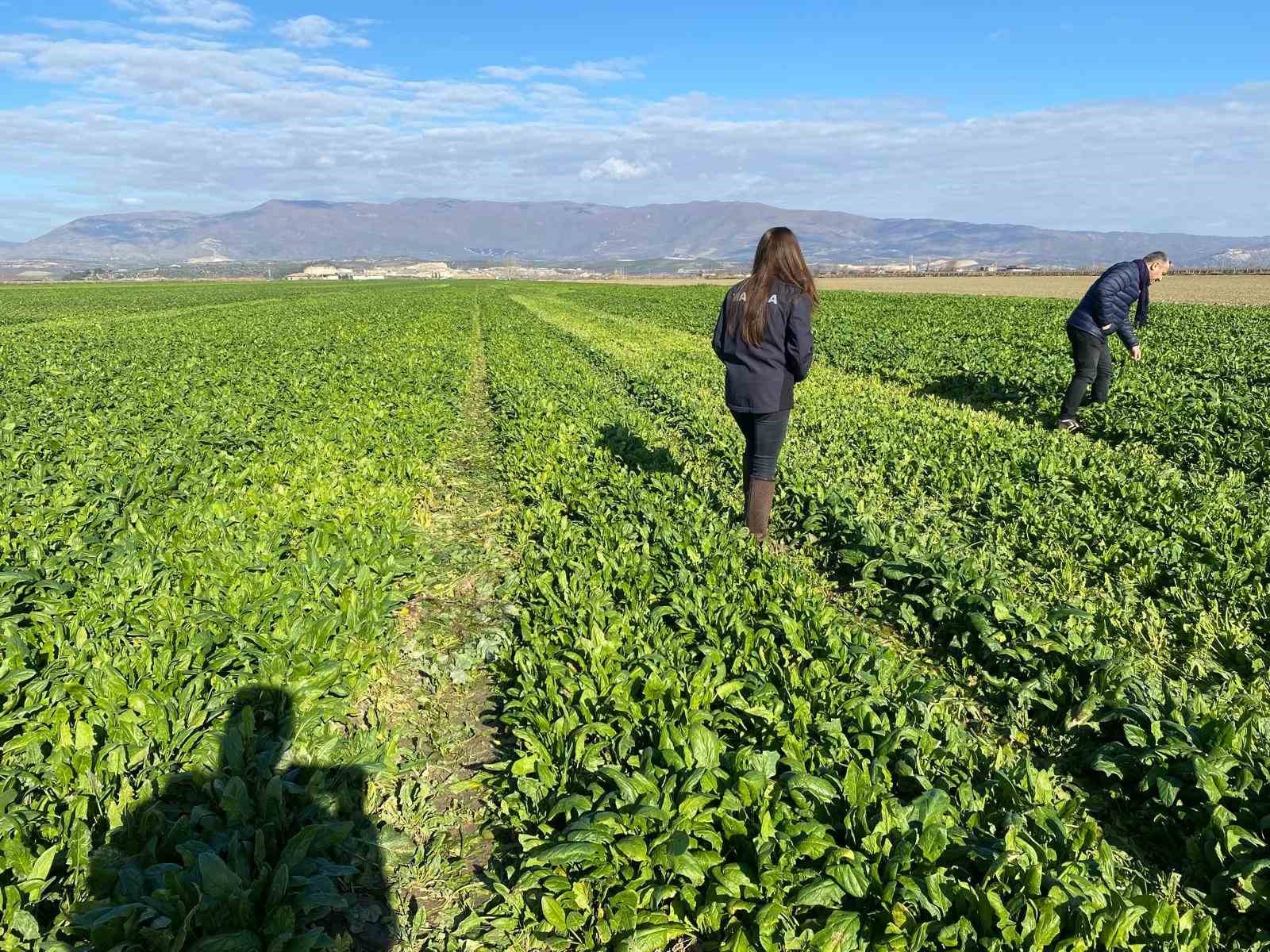 Salihli’de kışlık sebzelerde hastalık ve zararlılara karşı kontroller sürüyor
