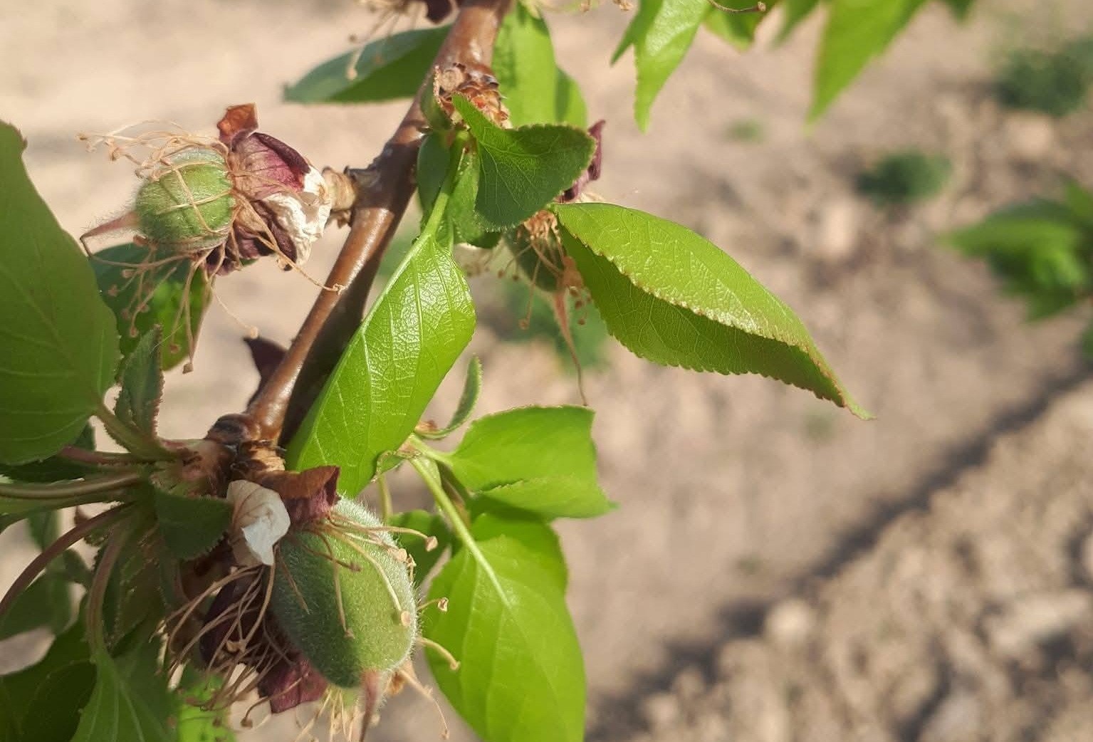 Salihli’de meyve üreticilerine ’Çil ve filiz güvesi’ uyarısı
