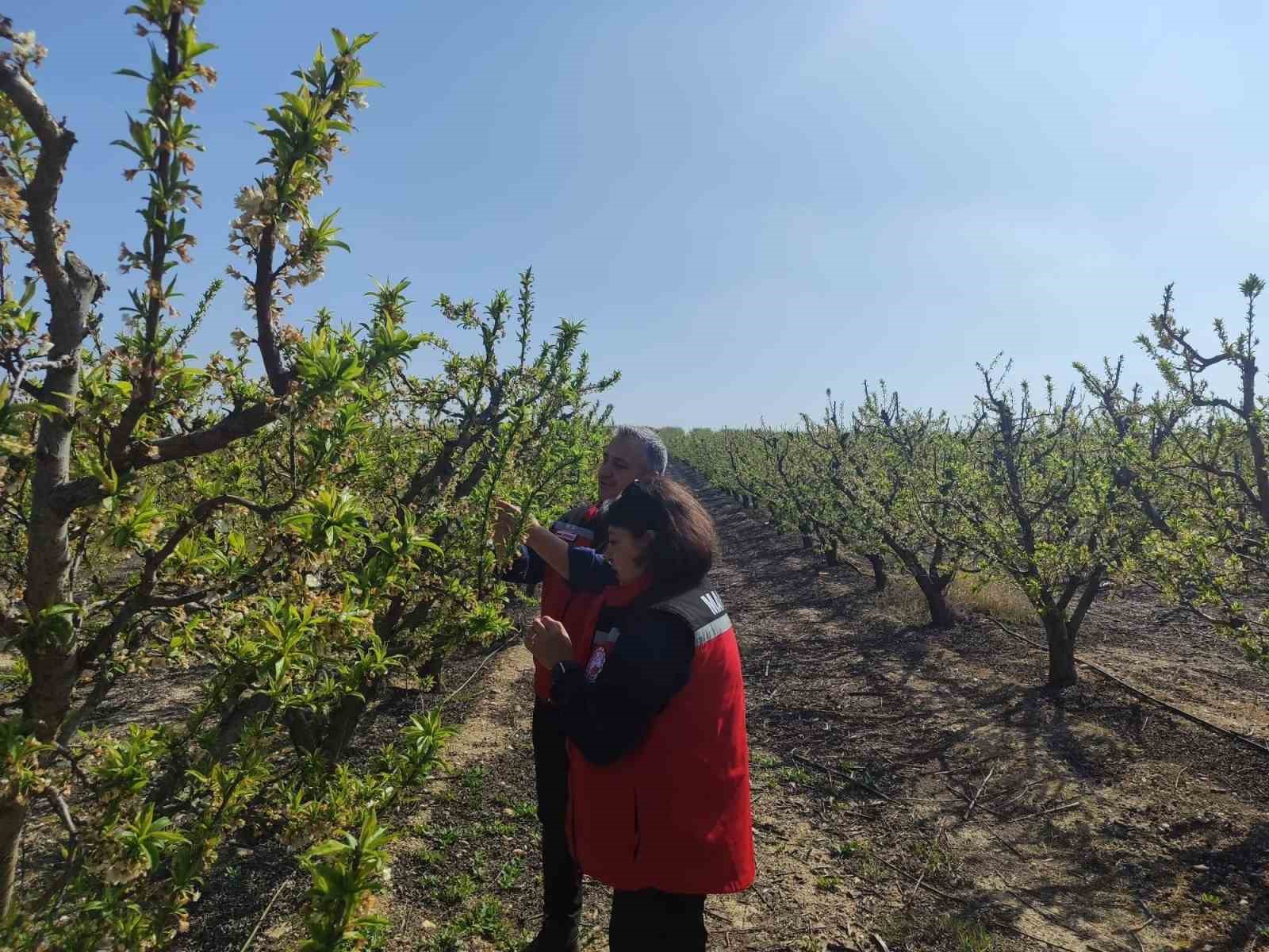 Salihli’de meyve üreticilerine ’Çil ve filiz güvesi’ uyarısı
