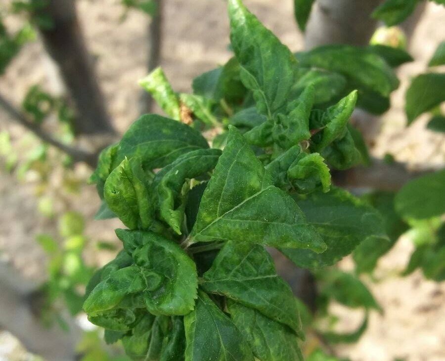 Salihli’de meyve üreticilerine ’Çil ve filiz güvesi’ uyarısı
