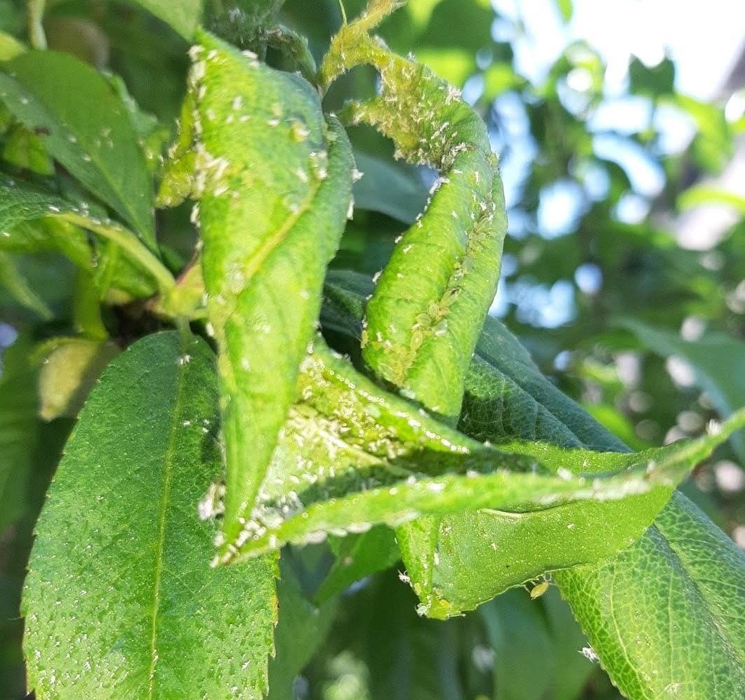 Salihli’de meyve üreticilerine ’Çil ve filiz güvesi’ uyarısı
