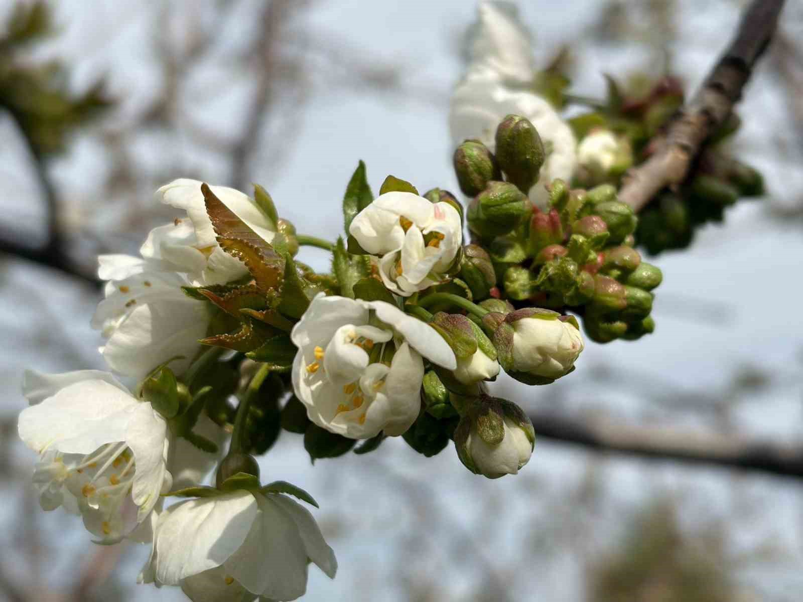 Salihli’de ‘Monilya’ tehlikesi
Salihli’de ‘Monilya’ tehlikesi