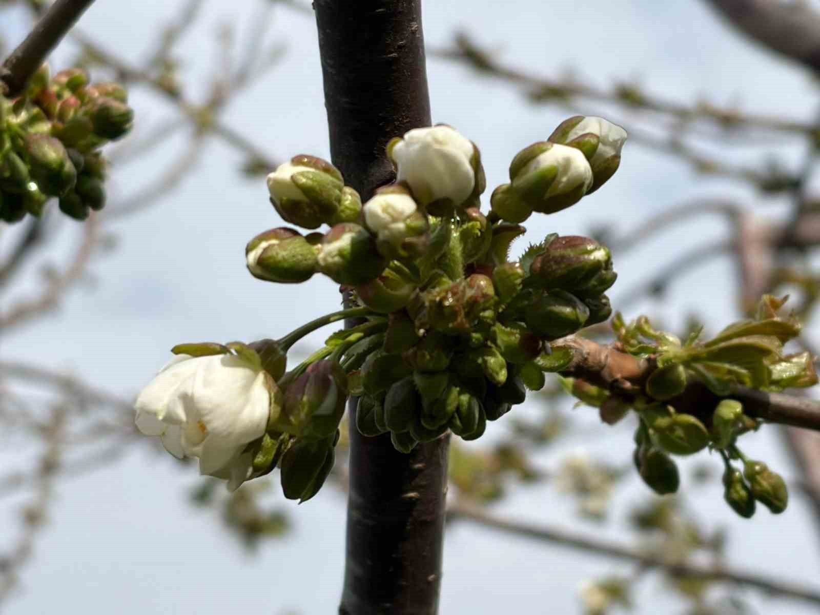 Salihli’de ‘Monilya’ tehlikesi
Salihli’de ‘Monilya’ tehlikesi