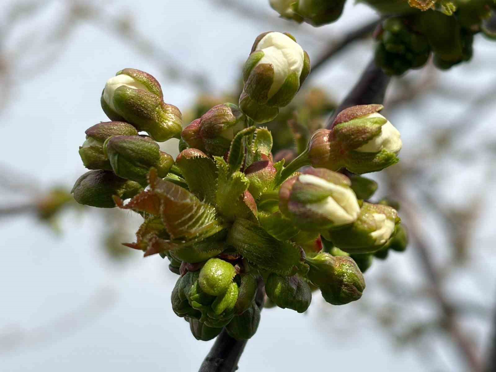 Salihli’de ‘Monilya’ tehlikesi
Salihli’de ‘Monilya’ tehlikesi