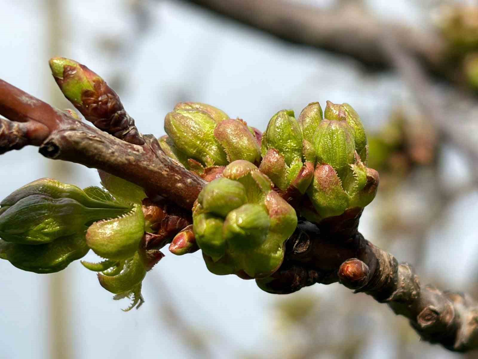 Salihli’de ‘Monilya’ tehlikesi
Salihli’de ‘Monilya’ tehlikesi