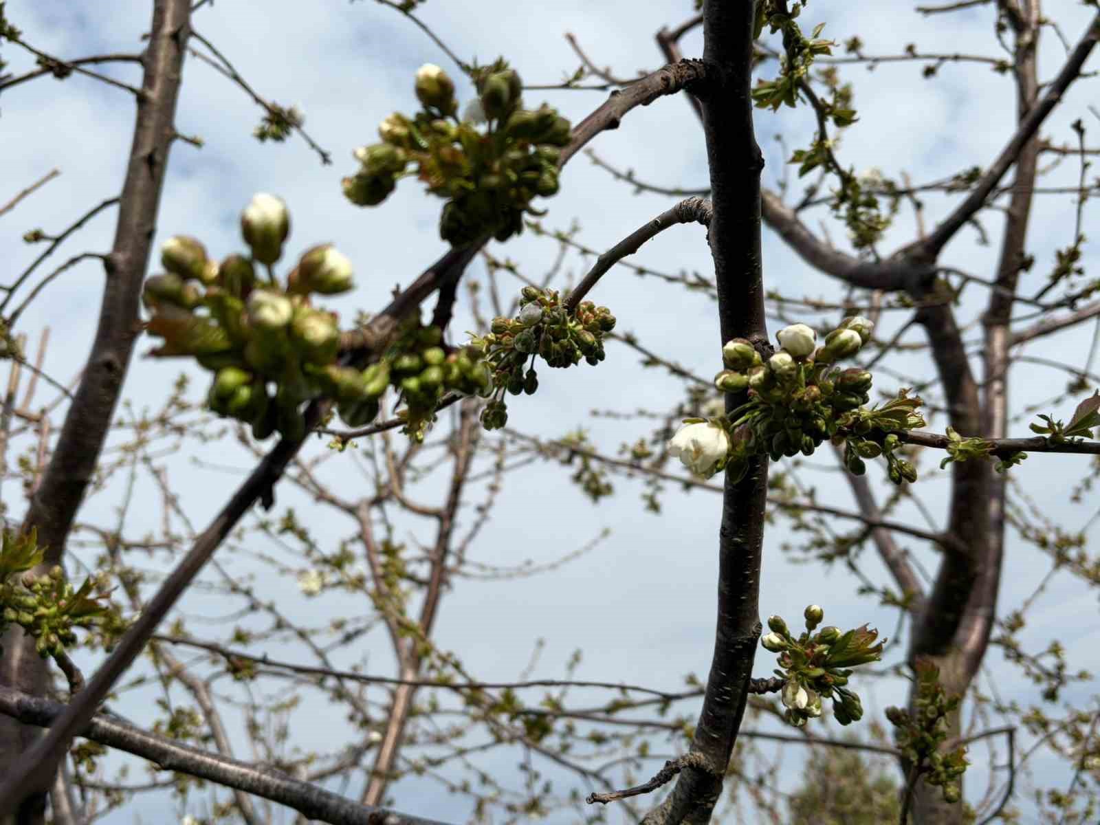 Salihli’de ‘Monilya’ tehlikesi
Salihli’de ‘Monilya’ tehlikesi