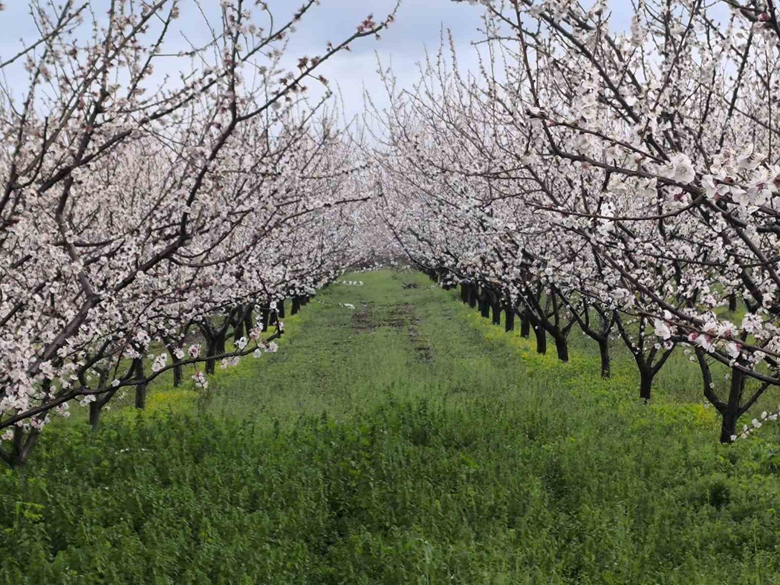 Salihli’de sert çekirdekli meyveler için ‘Monilya’ uyarısı
