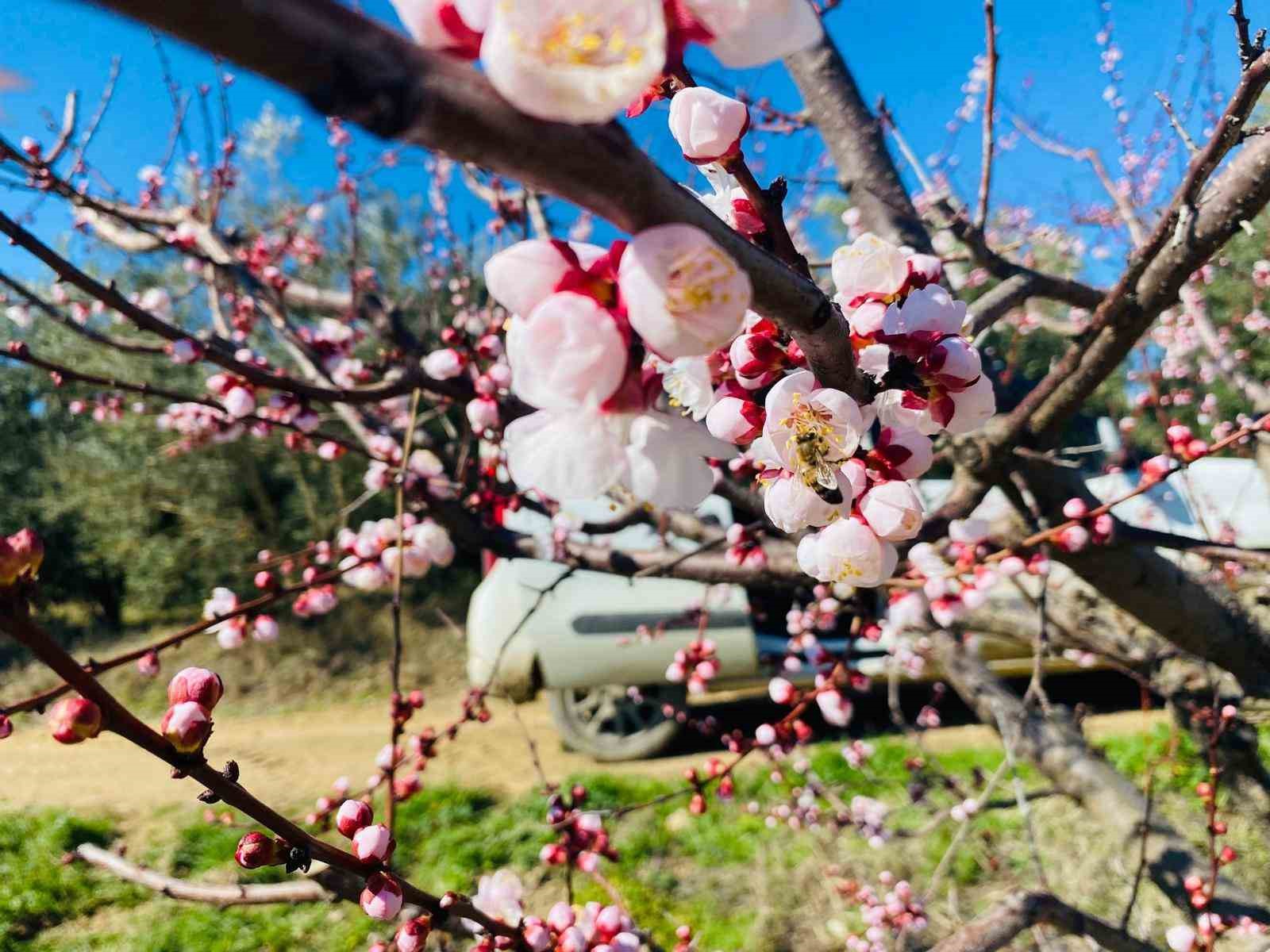 Salihli’de sert çekirdekli meyveler için ‘Monilya’ uyarısı
