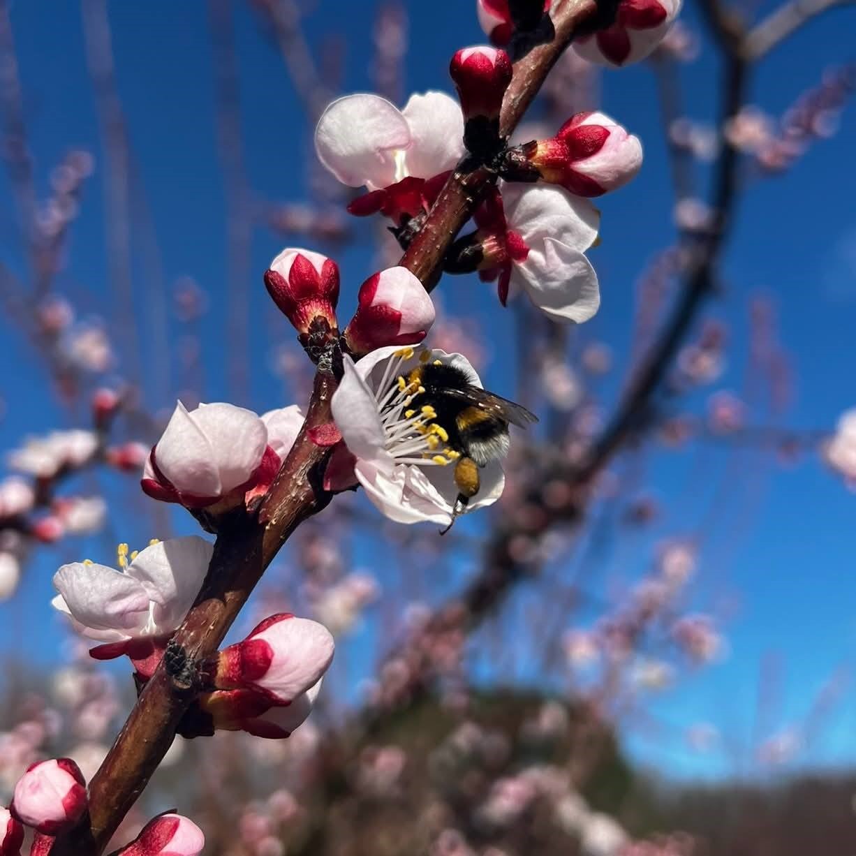 Salihli’de sert çekirdekli meyveler için ‘Monilya’ uyarısı
