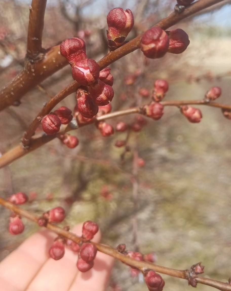 Salihli’de sert çekirdekli meyveler için ‘Monilya’ uyarısı
