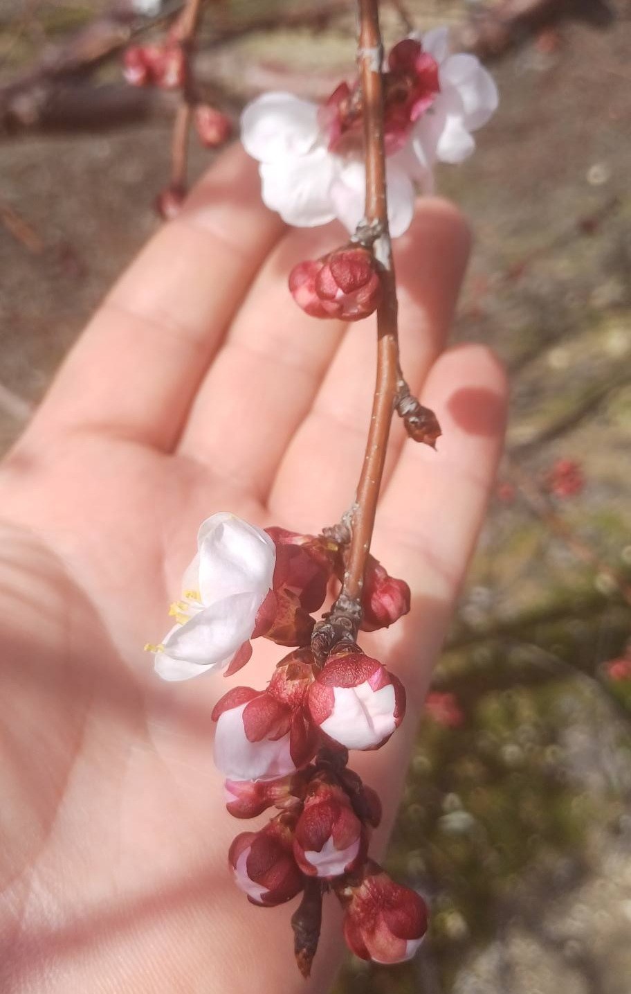 Salihli’de sert çekirdekli meyveler için ‘Monilya’ uyarısı
