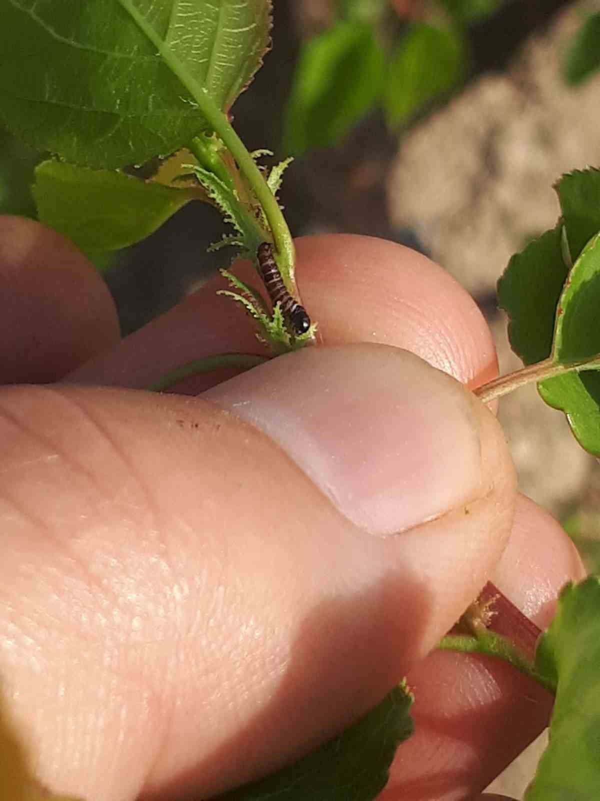 Salihli’de üreticiye kritik uyarı! Meyve ağaçlarında hastalık alarmı
