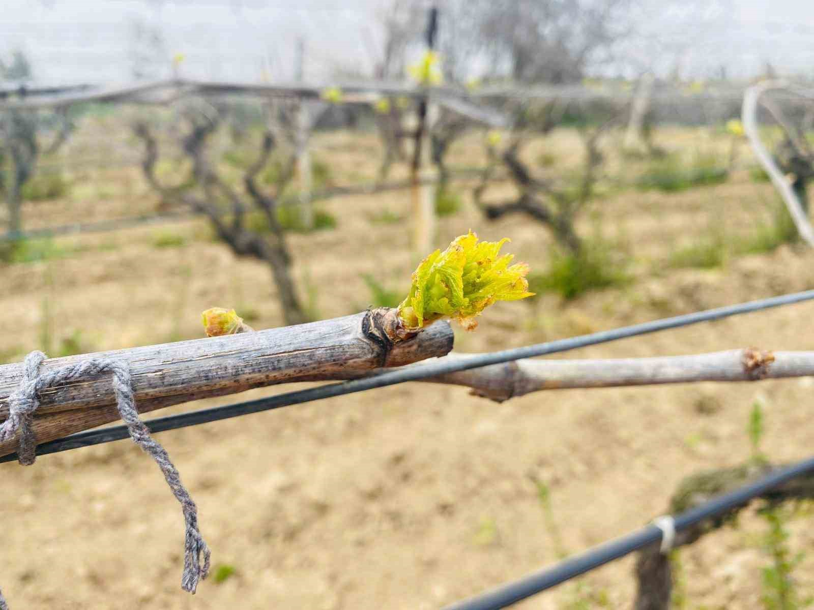 Salihli’de yağışlar Ölükol riskini artırdı
