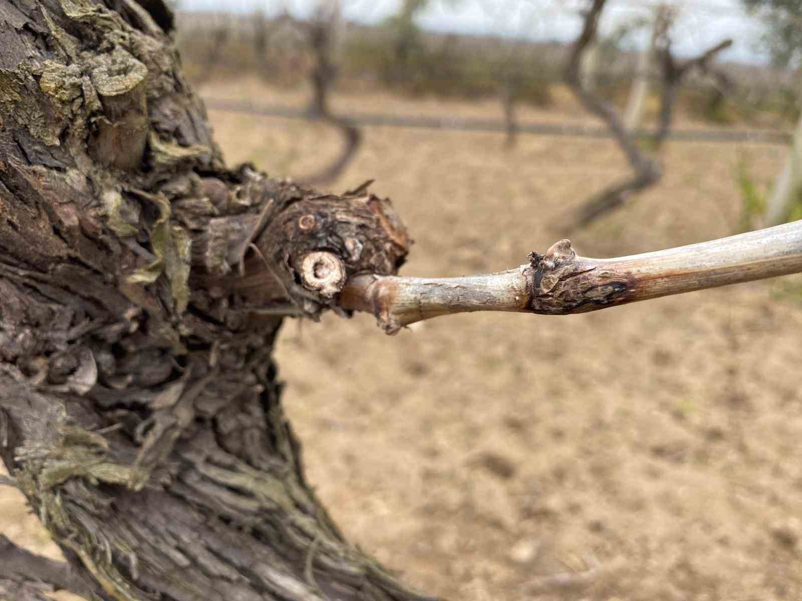 Salihli’de yağışlar Ölükol riskini artırdı
