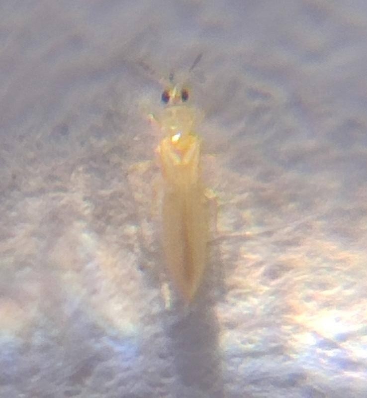 Salihli’de yağışlar Ölükol riskini artırdı
