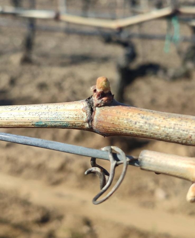 Salihli’de yağışlar Ölükol riskini artırdı
