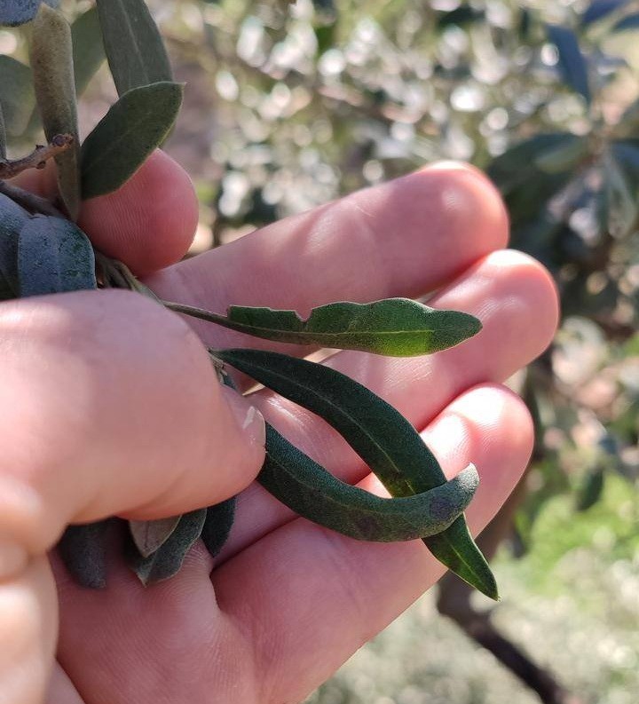 Salihli’de zeytin üreticilerine halkalı leke uyarısı
Salihli’de zeytin üreticilerine halkalı leke uyarısı