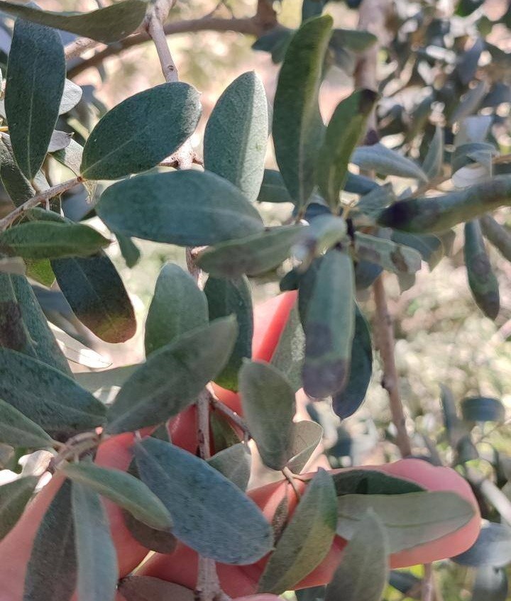 Salihli’de zeytin üreticilerine halkalı leke uyarısı
Salihli’de zeytin üreticilerine halkalı leke uyarısı