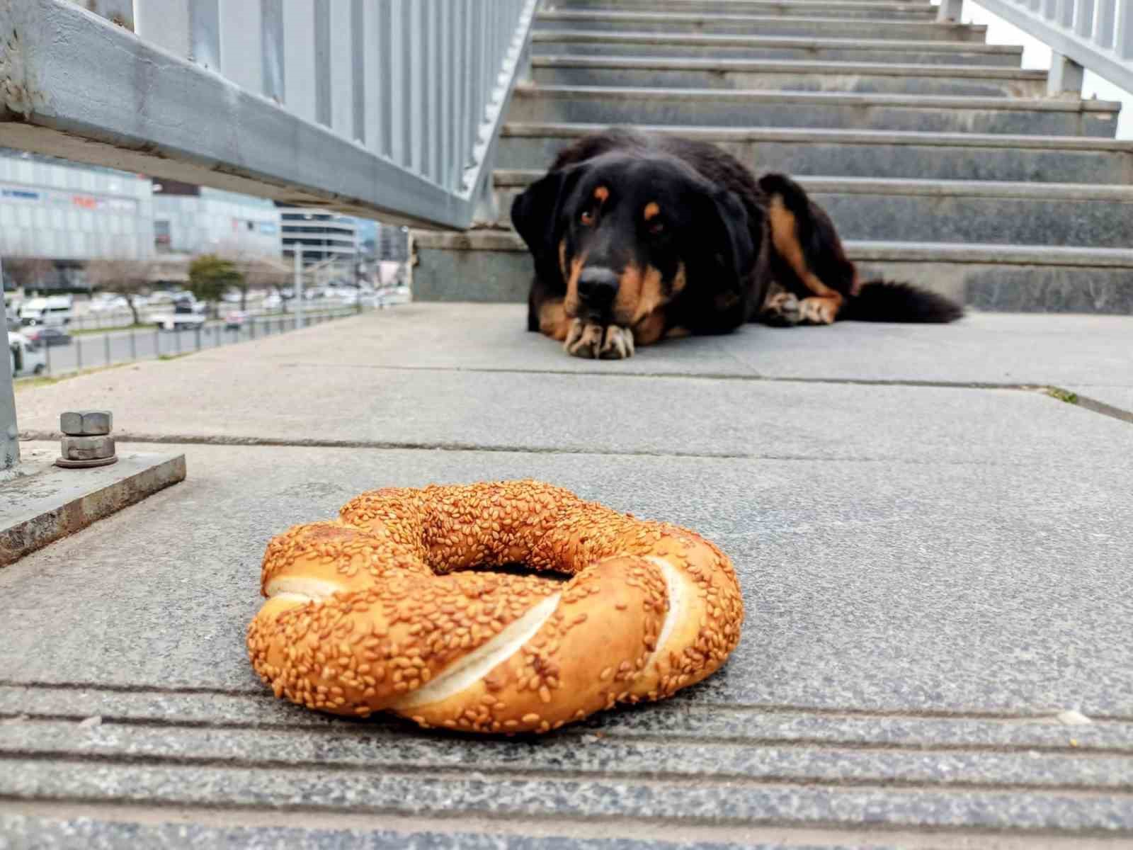 Samsun’da 1 yılda 60 bin hayvana çip takıldı
