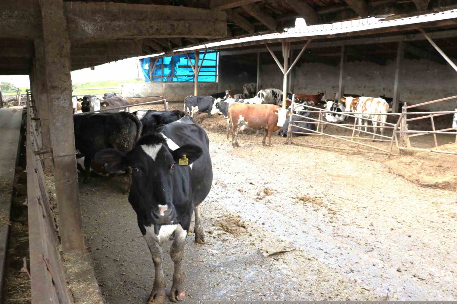 Samsun’da ari işletme sayısı artıyor
