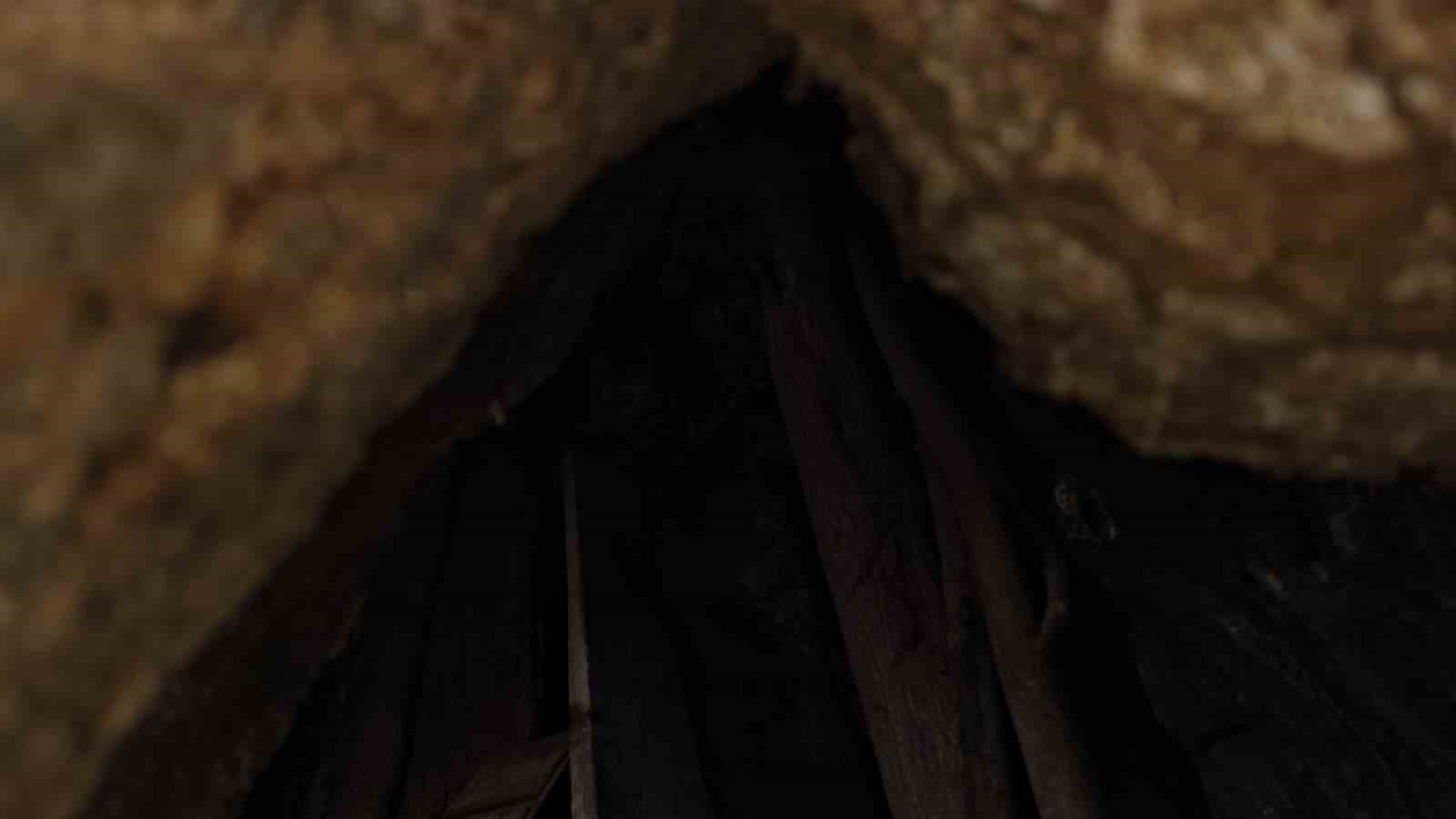 Samsun’da asırlık çitlembik ağacı için ’koruma’ çağrısı
