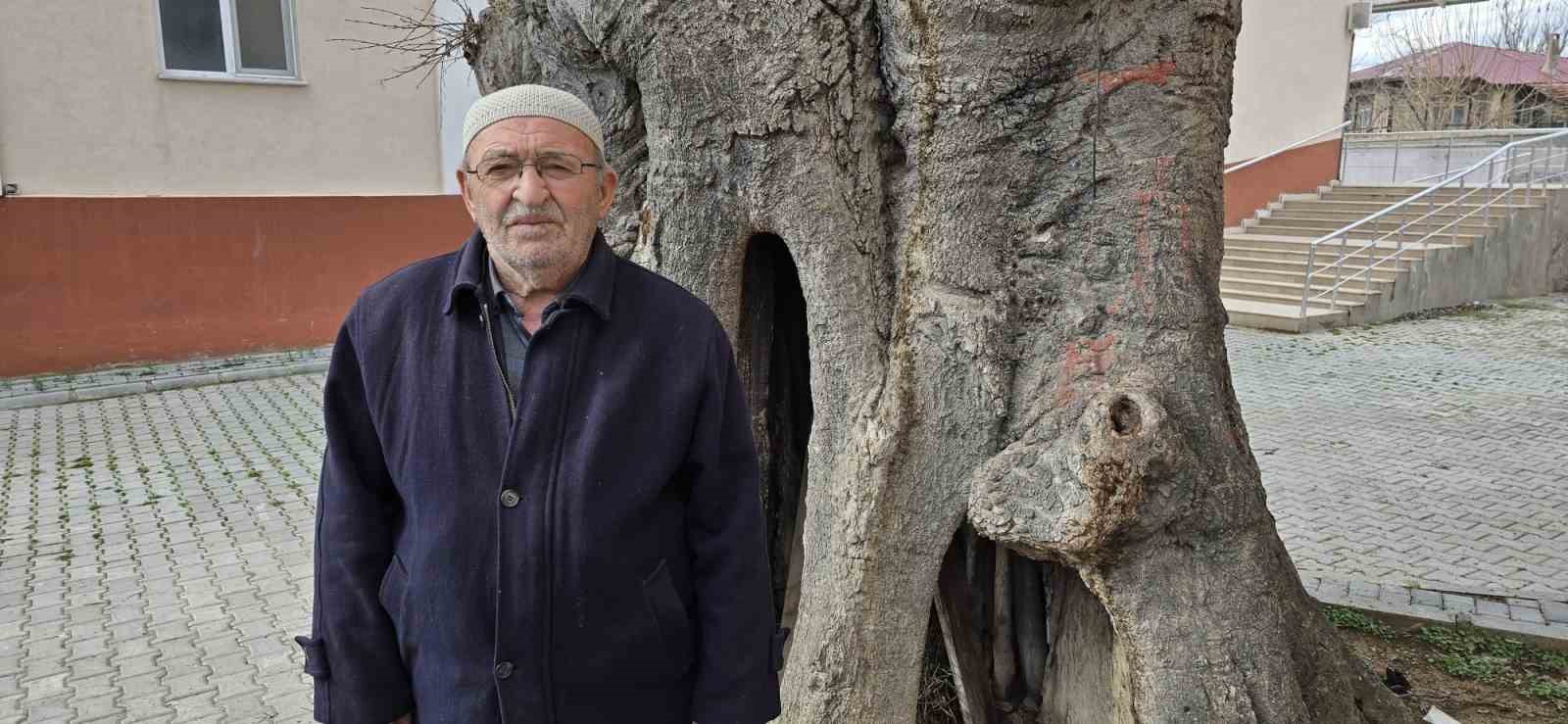 Samsun’da asırlık çitlembik ağacı için ’koruma’ çağrısı
