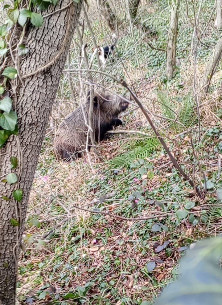 Samsun’da avcıların sezon finali: 3 domuz avlandı
