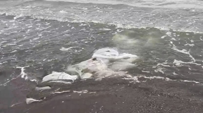 Samsun’da denizde çuvallar içinde inşaat malzemesi bulundu
