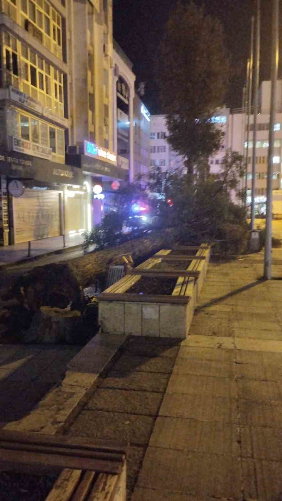 Samsun’da fırtına ağaç devirdi
