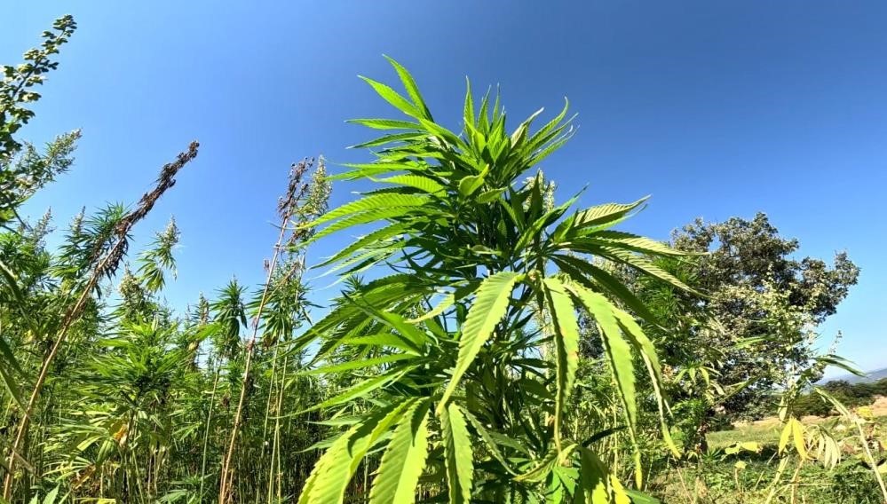 Samsun’da kenevir üretimi için son tarih uyarısı: Başvurular 1 Nisan’da bitiyor
