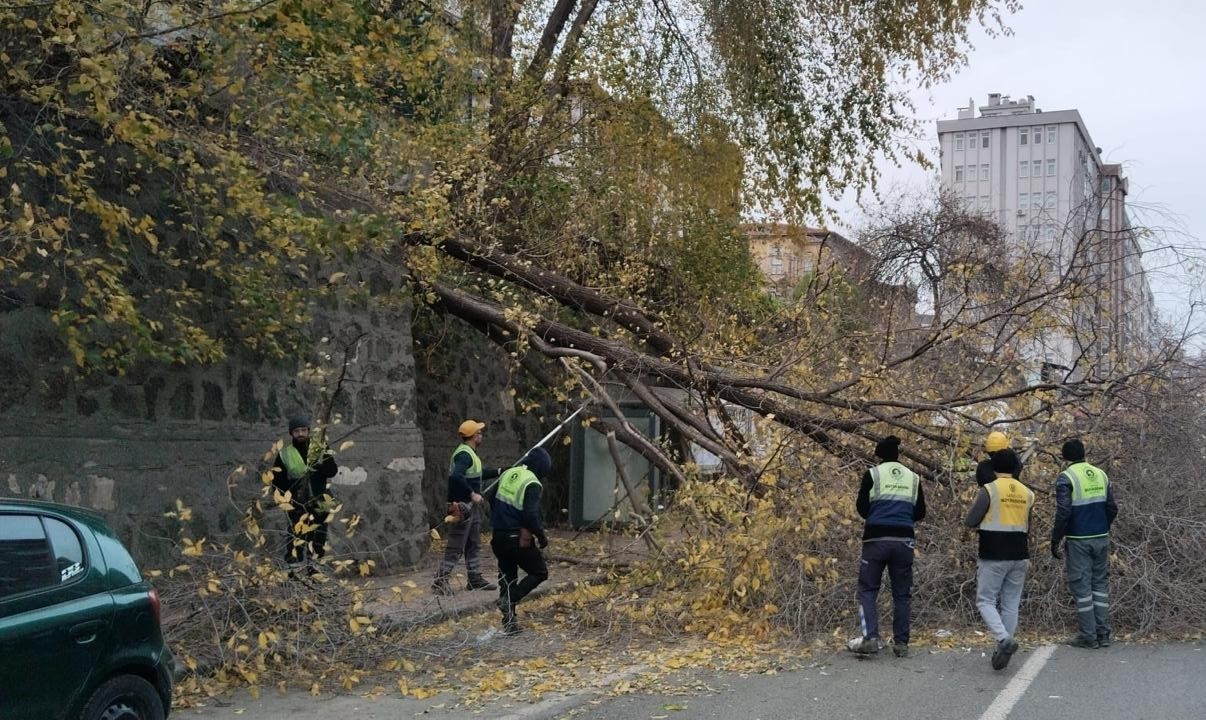 Samsun’da şiddetli rüzgar ağacı devirdi
