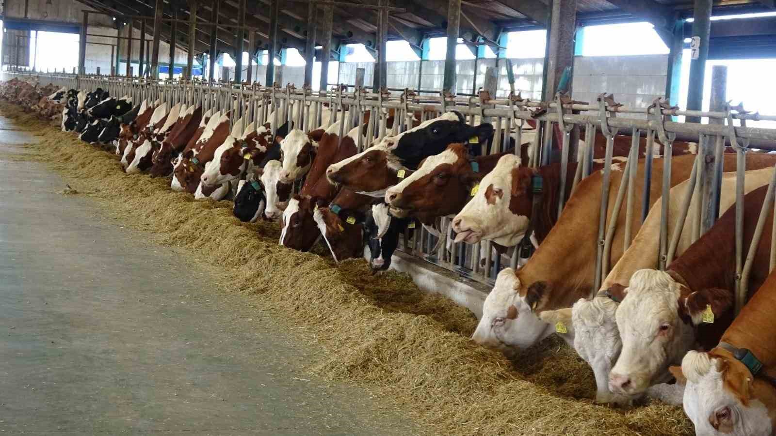 Samsun’da tarım, hayvancılık ve kırsal kalkınmaya 3 milyar TL üzerinde destek
