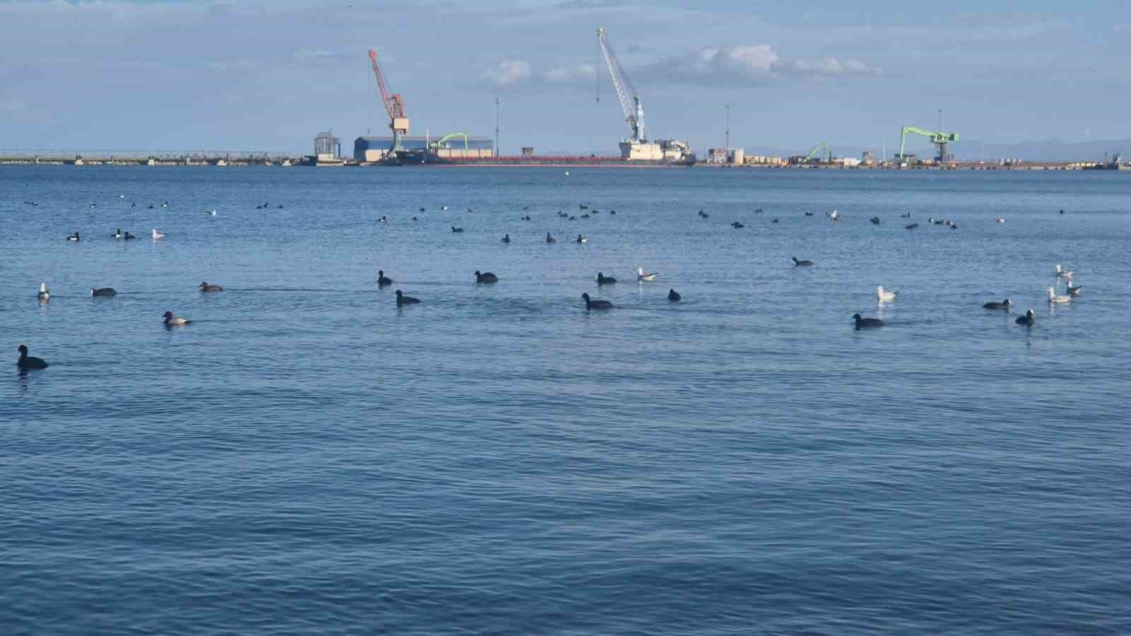 Samsun’da yabani kuşlardan görsel şölen
