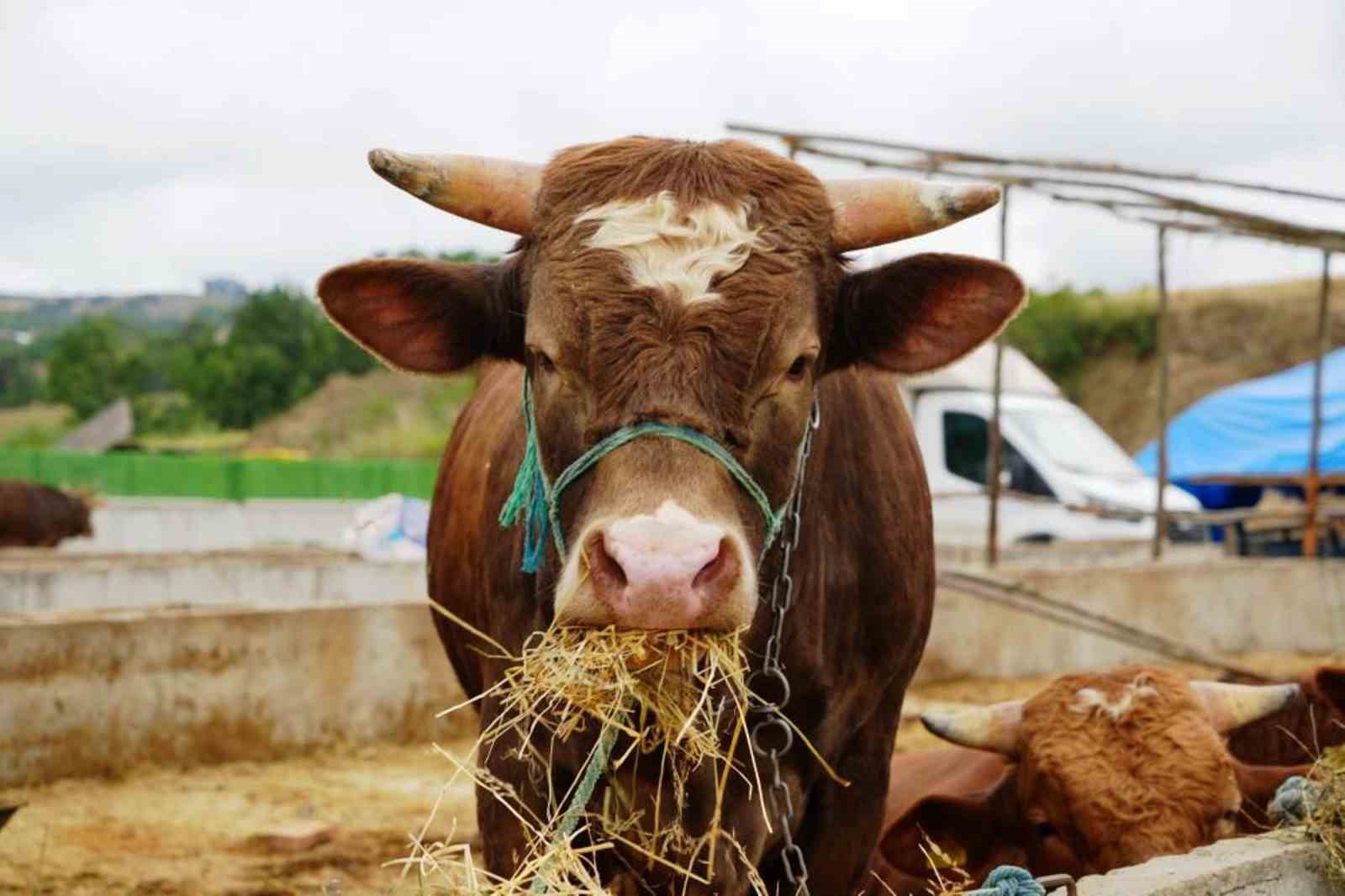 Samsun’dan 20 bin ton su ve hayvansal ürün ihracatı
