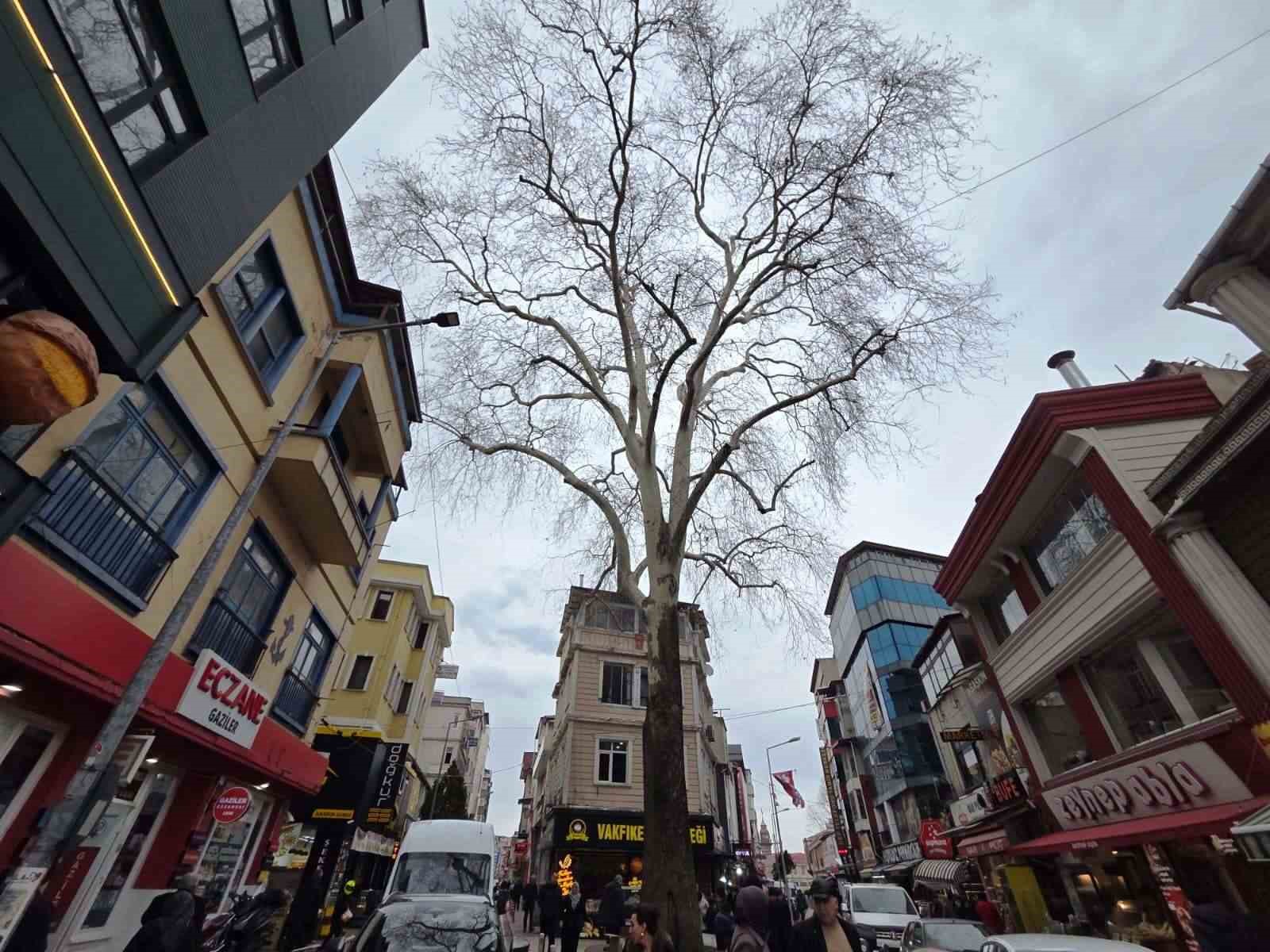 Samsun’un koruma altındaki 11 çınarından biri 160 yıldır dimdik ayakta
