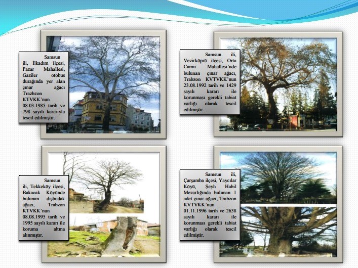 Samsun’un koruma altındaki 11 çınarından biri 160 yıldır dimdik ayakta
