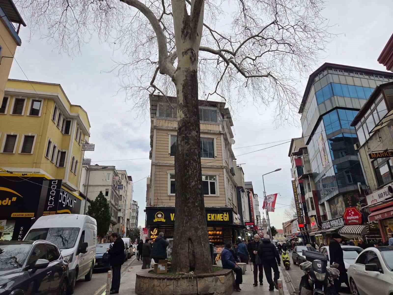 Samsun’un koruma altındaki 11 çınarından biri 160 yıldır dimdik ayakta
