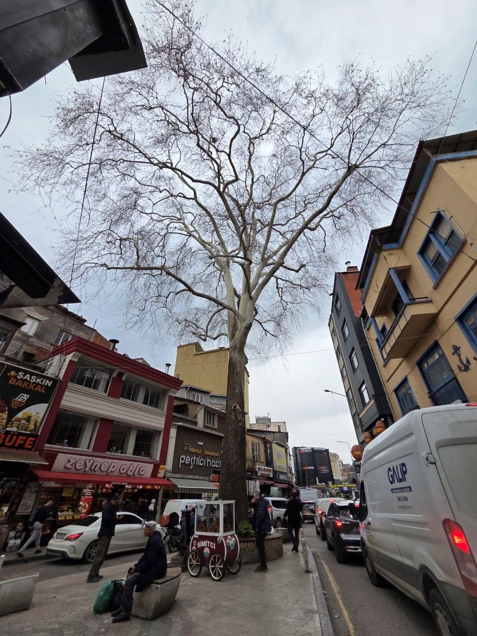 Samsun’un koruma altındaki 11 çınarından biri 160 yıldır dimdik ayakta
