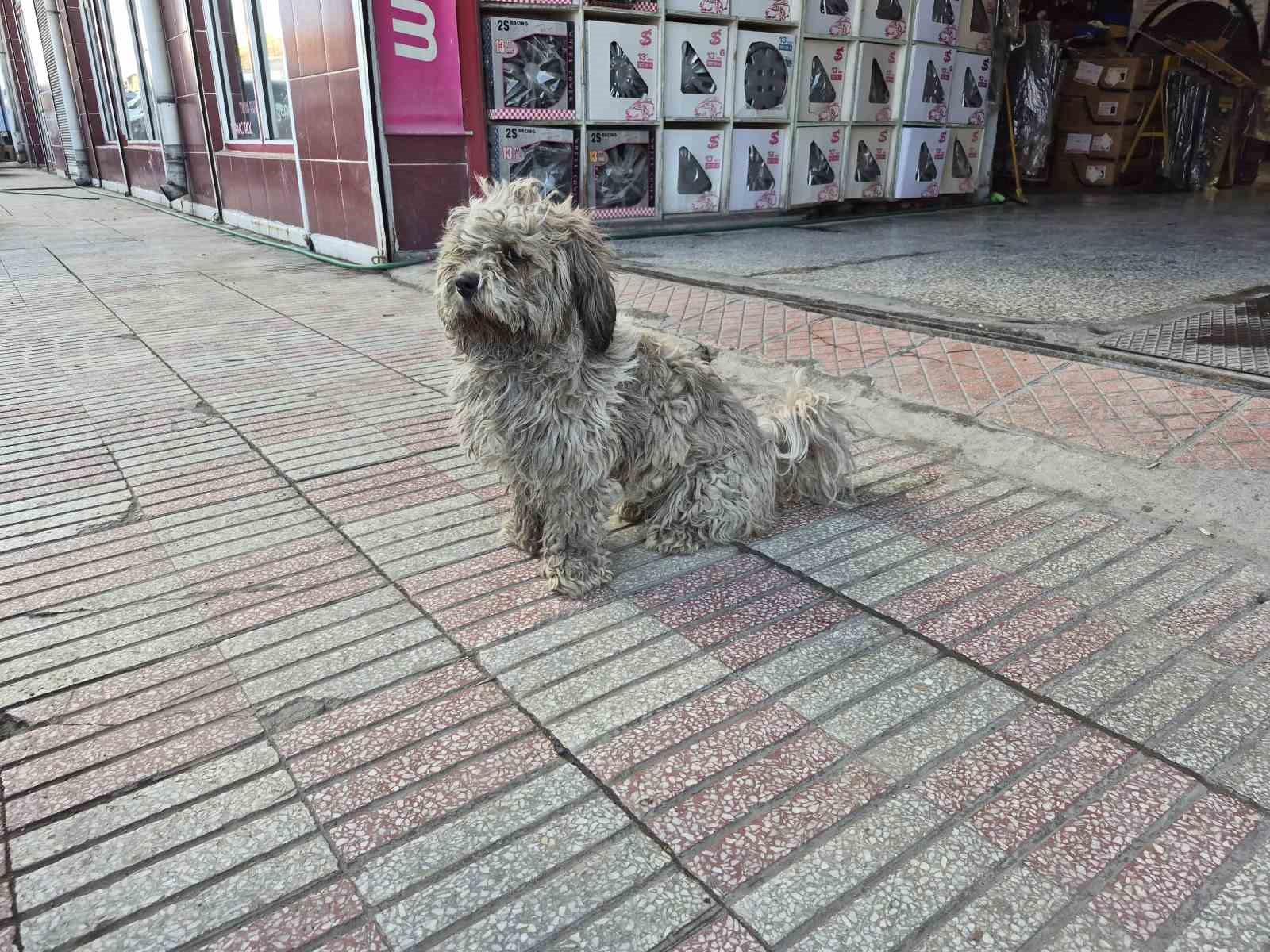 Sanayide tüyleri kirlenen beyaz köpek adeta kapkara oldu
