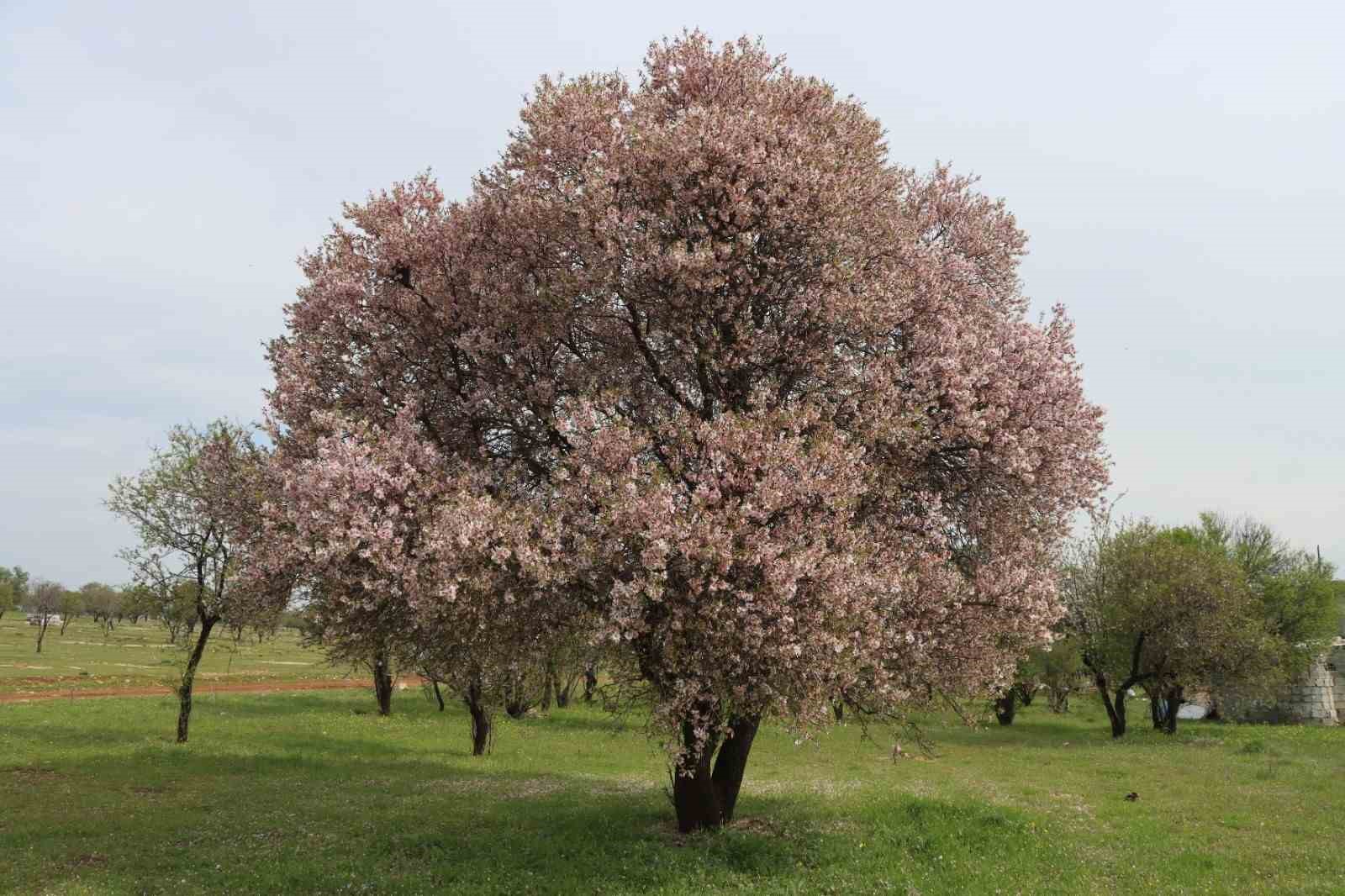 Şanlıurfa badem üretiminde Adıyaman ile yarışıyor
