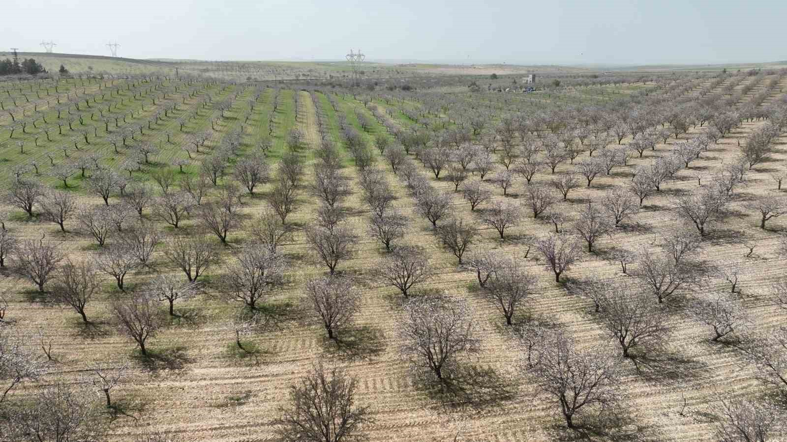 Şanlıurfa badem üretiminde Adıyaman ile yarışıyor
