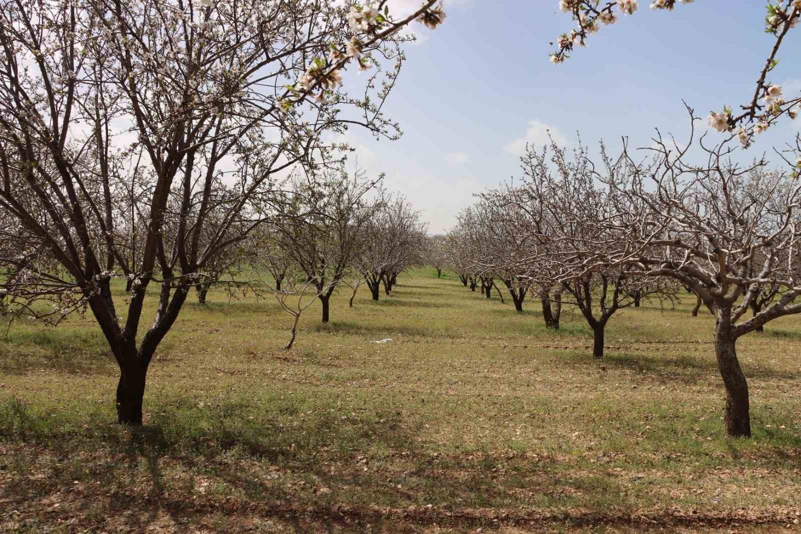 Şanlıurfa badem üretiminde Adıyaman ile yarışıyor
