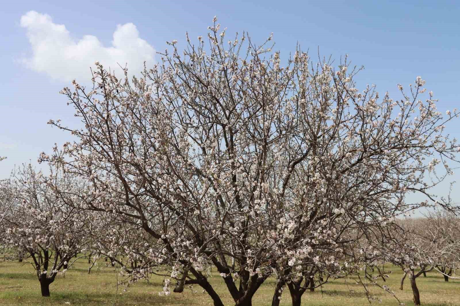 Şanlıurfa badem üretiminde Adıyaman ile yarışıyor
